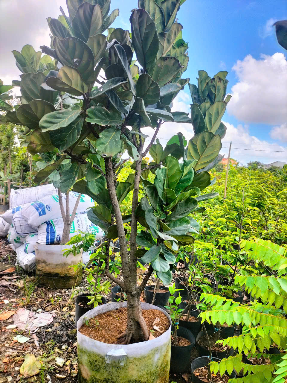 cây bàng Singapore size đại